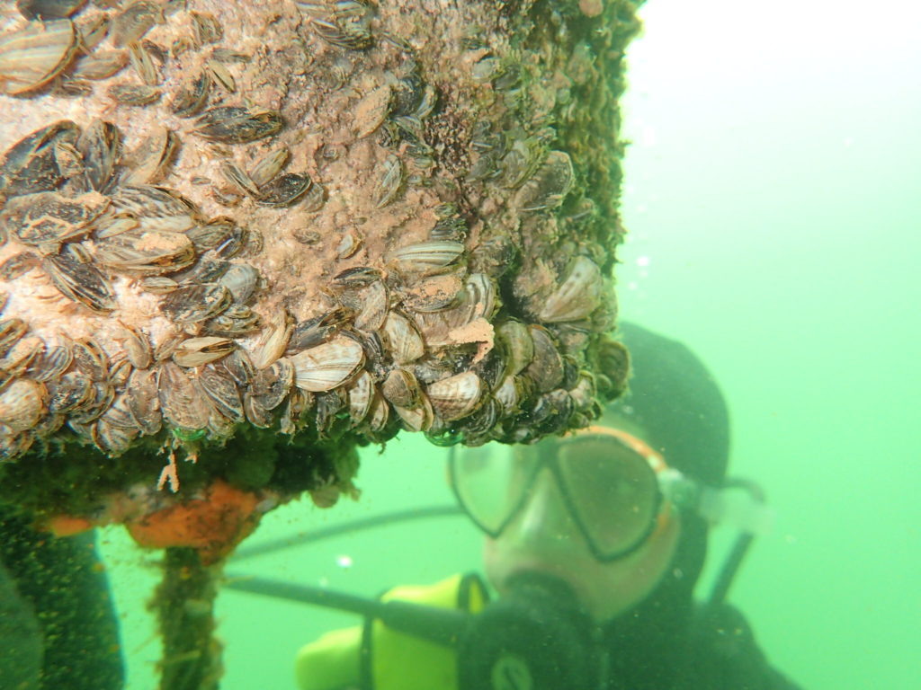 Quagga mussels growing on a buoy in Lake Powell.